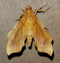 Anarmodia