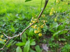 Berberis laurina