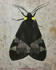 Dysschema marginalis