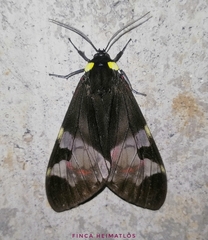 Dysschema marginalis