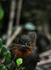 Scelorchilus rubecula
