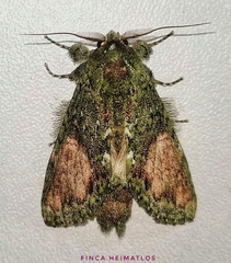 Disphragis mullinsi