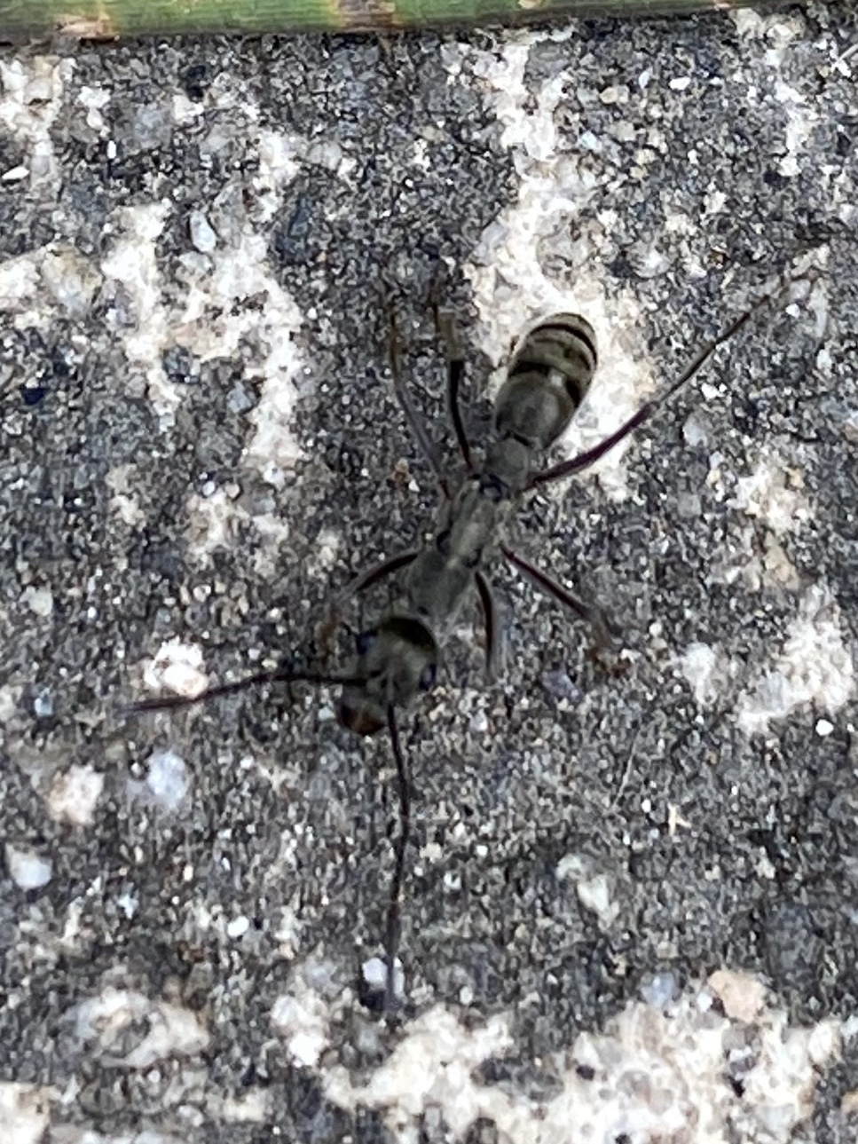 Diacamma rugosum