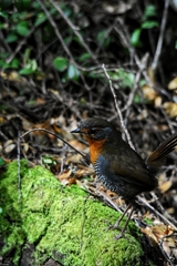Scelorchilus rubecula