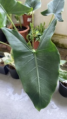Alocasia zebrina