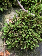 Fissidens dubius
