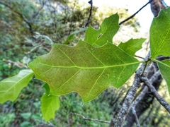 Quercus runcinatifolia