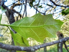 Quercus runcinatifolia