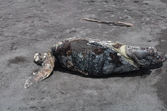 Lepidochelys olivacea