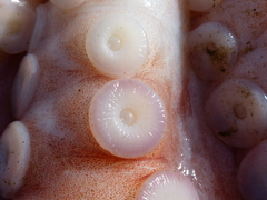 Enteroctopus dofleini