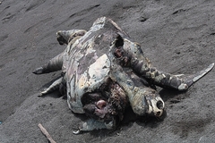 Lepidochelys olivacea