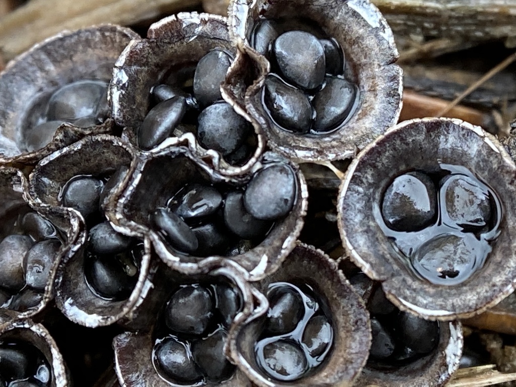 field bird's nest fungus from Stevenson, MD, US on October 12, 2020 at