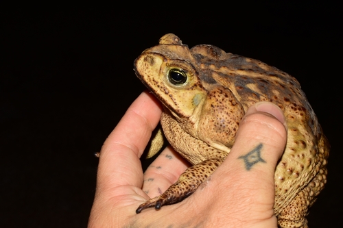 Giant Toad, photo 5 of 10
