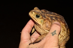 Mesoamerican Cane Toad photo 5