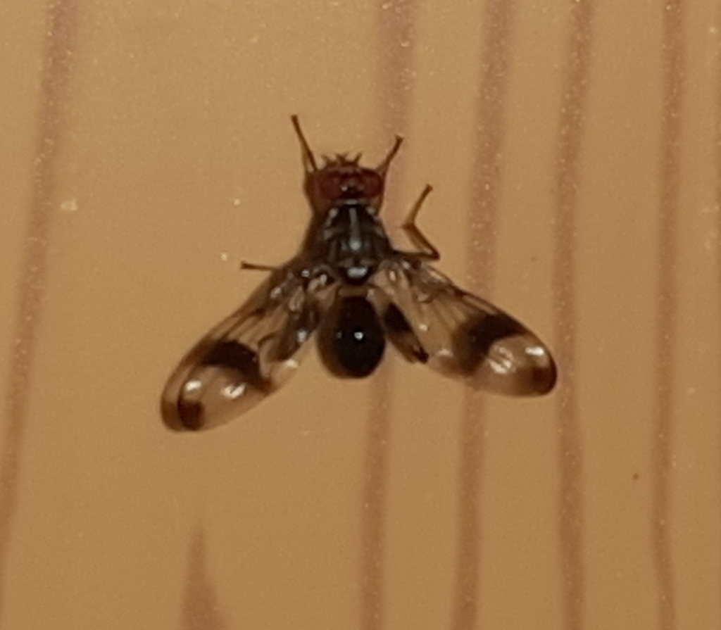 Richardia eburneosignata