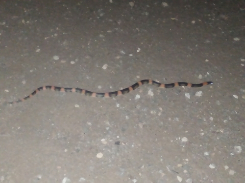 Long-nosed Snake (Rhinocheilus lecontei), a species recorded in Utah