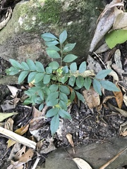 Pararchidendron pruinosum