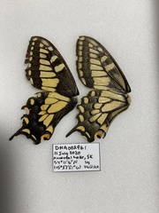 Papilio machaon hudsonianus