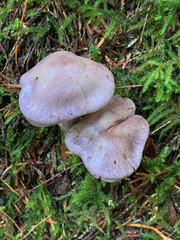 Thaxterogaster occidentalis