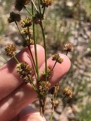 Juncus scirpoides
