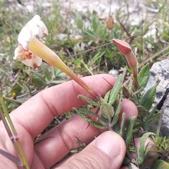 Mandevilla oaxacensis