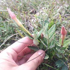 Mandevilla oaxacensis
