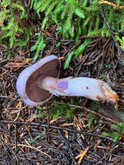 Thaxterogaster occidentalis