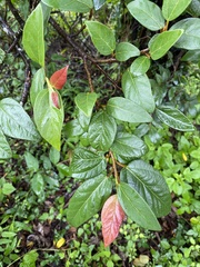 Ficus pumila awkeotsang