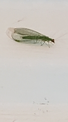 Chrysopa oculata