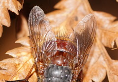 Calliphora nigrithorax