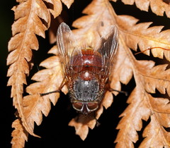 Calliphora nigrithorax