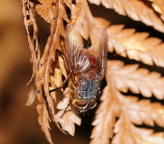 Calliphora nigrithorax