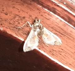 Neoleucinodes
