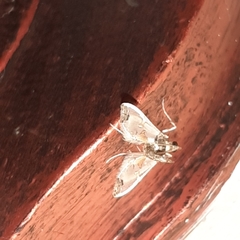 Neoleucinodes