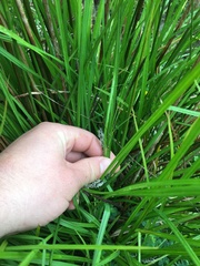 Carex subdola