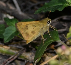 Polites vibex praeceps