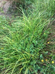 Carex subdola