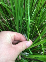 Carex subdola