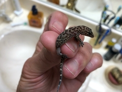 Hemidactylus turcicus