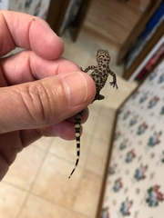 Hemidactylus turcicus