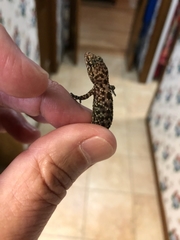 Hemidactylus turcicus