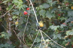 Campylopterus falcatus