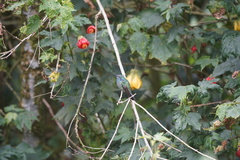 Campylopterus falcatus