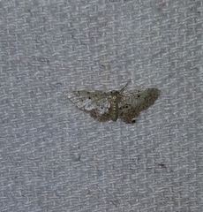 Idaea pervertipennis