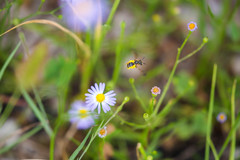 Dieunomia nevadensis bakeri