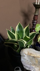 Sansevieria