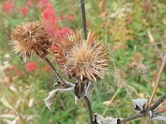 Inula helenium