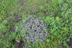 Mammillaria karwinskiana karwinskiana
