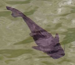 Steindachneridion melanodermatum