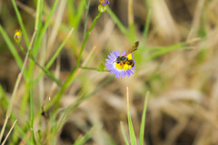 Dieunomia nevadensis bakeri